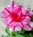 Adenim Obesum (Trandafirul Desertului)
