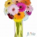 Buchet de 15 gerbera multicolore