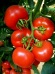 Seminte de tomate Lady Rosa F1