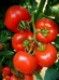 Seminte de tomate Lady Rosa F1