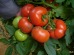 Seminte de tomate Rosaliya F1