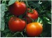 Seminte de tomate Gravitet F1